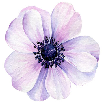 Watercolor flower, anemone on isolated white background, floral design element