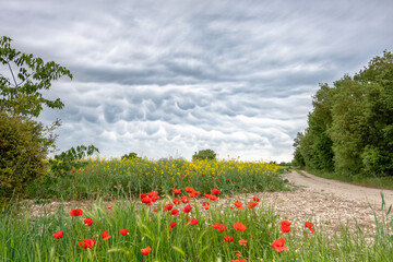 Spectacular sky with storm clouds and red poppies in the foreground