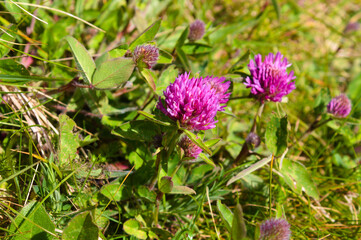Flowers Tynemouth UK