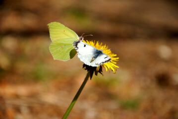 charset Ascii © Artur