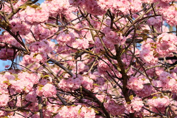 FU 2020-04-09 Kirsch 112 Kirschblüten am Baum