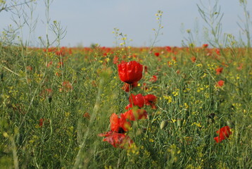 Poppy field