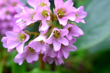 Beautiful Pink Bergenia flowers on green blurred background. Beautiful flowers growthing  in gargen on spring season in the UK.