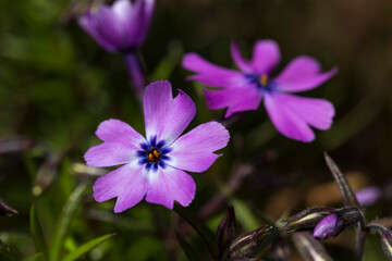 Colorful Flowers in the green Grass