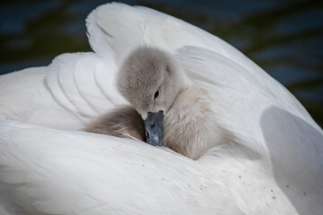 Close up of young cygnet cuddled up on back of mother Swan on lake