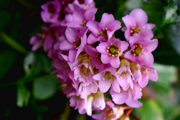 Pink Bergenia flowers blooming with dark background. Beautiful flowers growthing in spring garden in the UK.