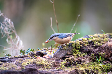 A nuthatch picks up a peanut tht has been left for the birds