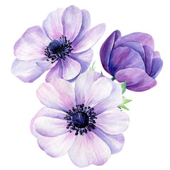 Obraz premium Watercolor bouquet flowers, anemones on isolated white background, floral design 