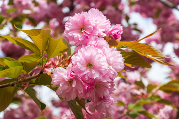 Blossoming orchard in the spring. Blooming sweet Cherry Blossom or Sakura orchard tree on a blue sky background. Spring background. Spring orchard