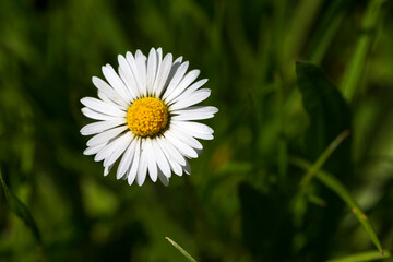 Daisy on the green Grass