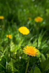 Spring green Nature with Dandelion