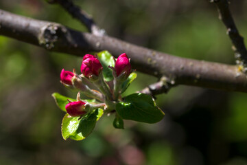 Detail of the Apple Tree Flower