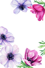 Watercolor flowers, anemones on isolated white background, wedding invitation 