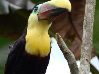 Perfect Toucan