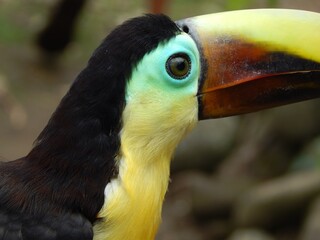 Toucan very close