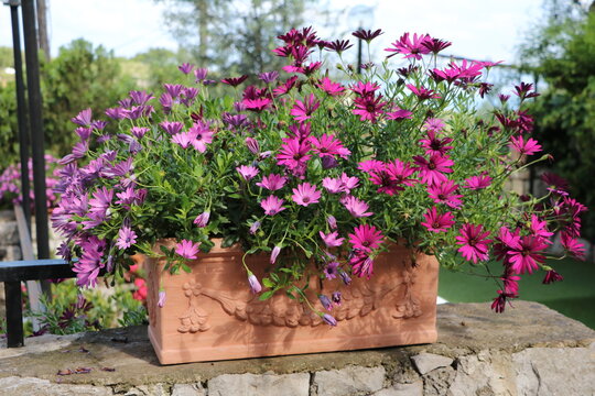 Flowers of Osteospermum in summer
