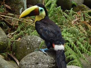 Toucan in the rock
