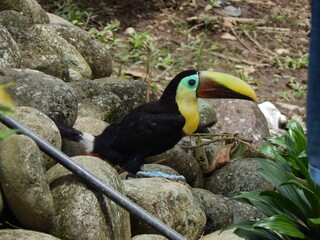 Toucan on the rock