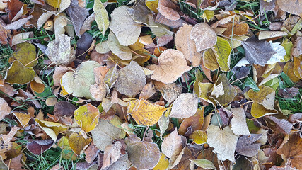 autumn leaves in the forest
