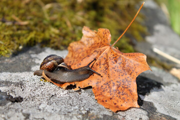snail on a leaf on a stone