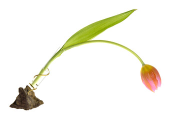 Red tulip flower isolated on white background
