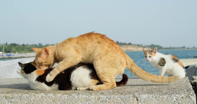 Cats mating outdoors during spring season, male and female cats during reproduction process.