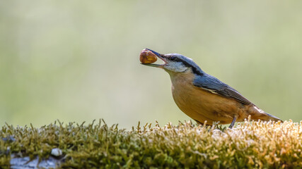 bird, Kleiber, natur, tier, wild lebende tiere, robin, wild, schnabel, green, ast, baum