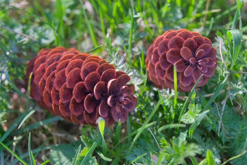 Dry spruce cones against a background of young green grass close-up.