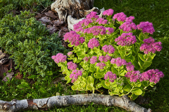 Blooming Purple Sedum In The Garden Bed In The Garden