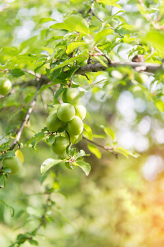 Branches with ripening yellow cherry plum fruits. Cherry plum tree with fruits growing in the garden