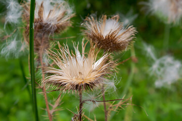 Dried Wildflowers