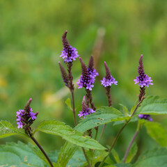 Purple Wildflowers