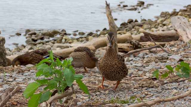 Ducks on the Shoreline