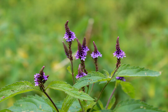 Purple Wildflowers in Sunlight