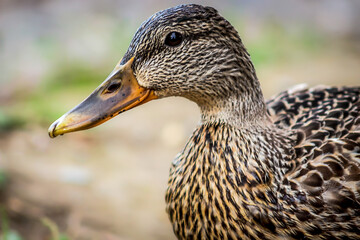 Portrait of a Mallard