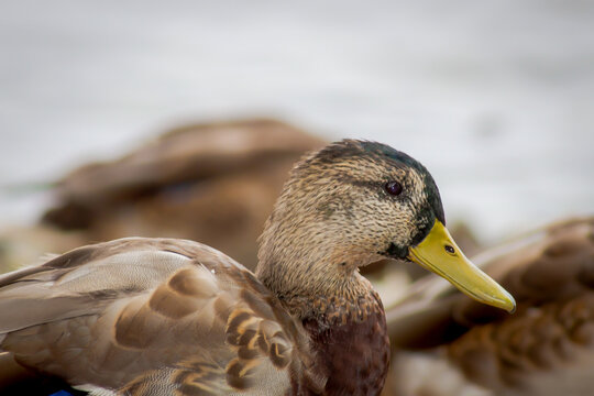 Side Profile of a Duck