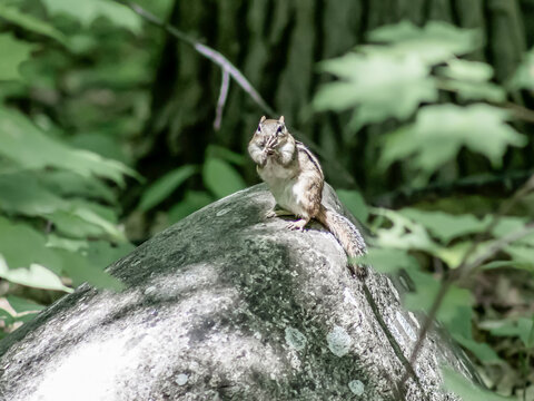 Chipmunk sitting on a Rock in Colour
