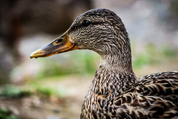 Close up f a Mallard