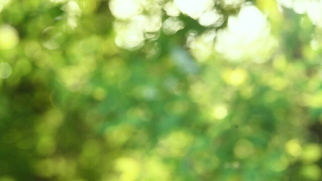 Green defocused bokeh background	