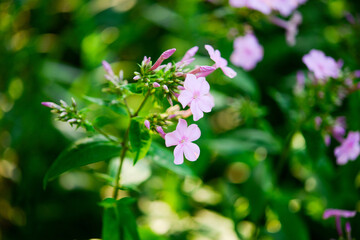 Garden phlox (Phlox paniculata), vivid summer flowers. Blooming branches of pink phlox in the garden on a sunny day. Soft blurred selective focus.