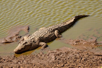 Crocodile in Erindi Private Game Reserve, Namibia