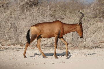 Red Hartebeest in Etosha National Park, Namibia