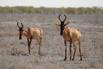 Red Hartebeest in Etosha National Park, Namibia