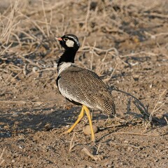 Male Northern Black Korhaan in Etosha National Park, Namibia