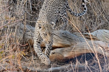 Leopard in Erindi Private Game Reserve, Namibia