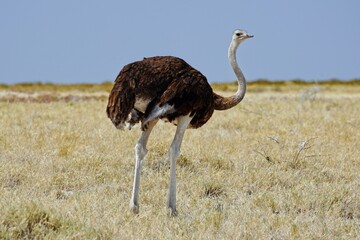 Female Common Ostrich in Etosha National Park, Namibia