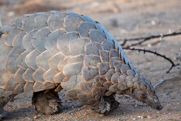 Ground Pangolin in Erindi Private Game Reserve, Namibia