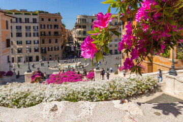 Fototapeta na wymiar Rome Italy. Fountain of Barcaccia, piazza di Spagna in the background and via condotti. The stairs covered in a blooming cloud of pink white azaleas in spring. Detail of the flower. Trinit dei Monti.