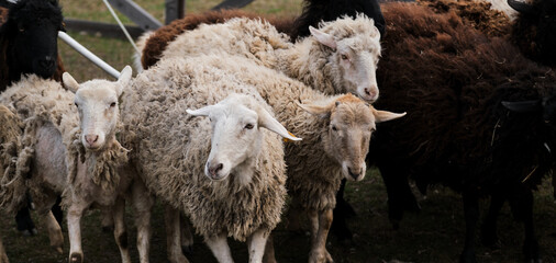 Naklejka premium Horizontal long banner with sheep and rams. Flock of domestic purebred white and black sheep graze in paddock in countryside on farm. Grazing of domestic animals.
