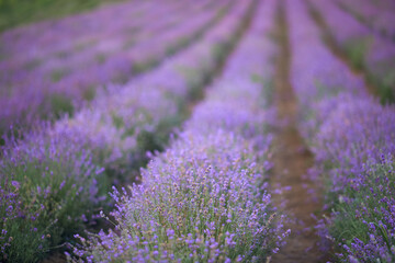Fototapeta na wymiar Selective focus of beautiful bright purple flowers blooming in countryside farmland. Long patches on lavender field, meadow in summer day. Concept of nature beauty, aromatherapy.